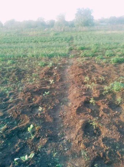 Продам дом с газом в с.Бурдовка (Раздельнянский р-н, 46 км от Одессы) Бурдівка - фото 4