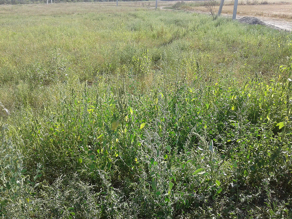 Продаж земельної ділянки 25 соток на ул. Массив ?, 33 Усатове - фото 2