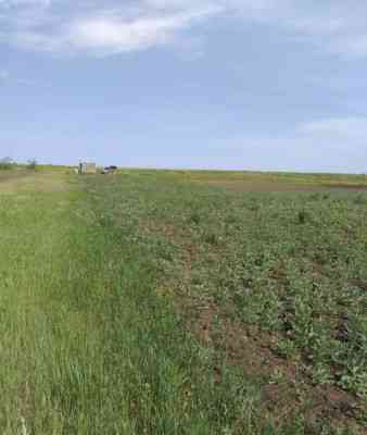 Продаж земельної ділянки 24 соток на ул. Шевченко, 257а Velykyi Dalnyk