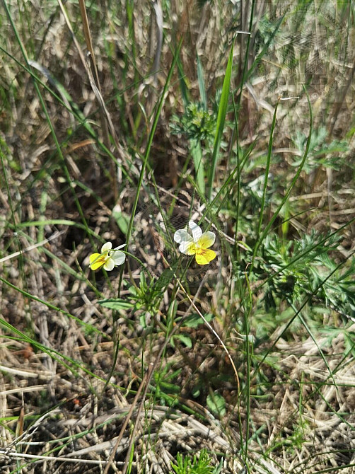 Продаж земельної ділянки 9 соток на Космічна вул., 4 Blystavytsia - photo 7