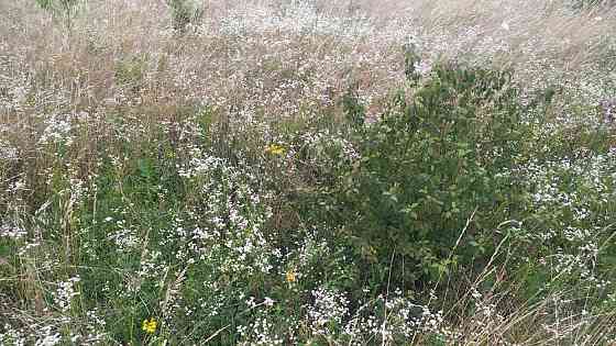 Продаж земельної ділянки 8 соток Ямпіль