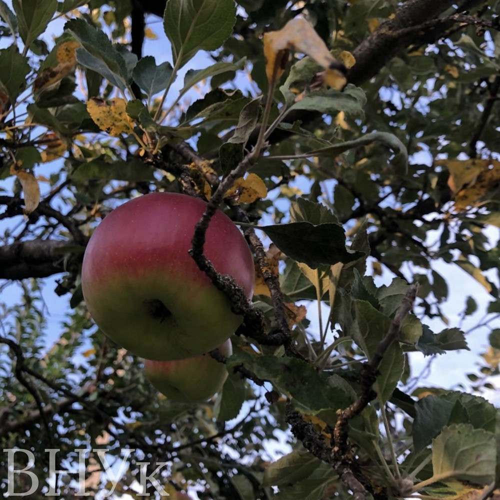 Продаж Будинок на Оноківська Uzhhorod - photo 19