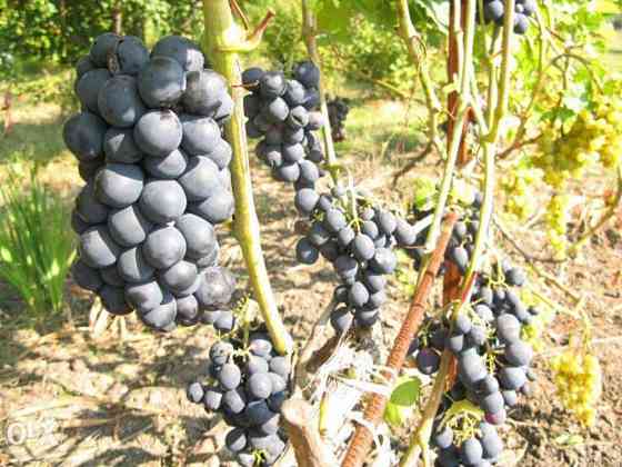 Продаж земельної ділянки 18 соток 