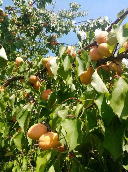 Продаж земельної ділянки 10 соток на АН Купи Дім Kirovohrad - photo 1