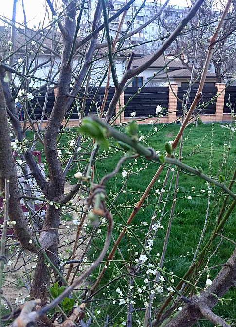 Продам дом на Таирова, ул Вавилова/Отважных Одеса - фото 5