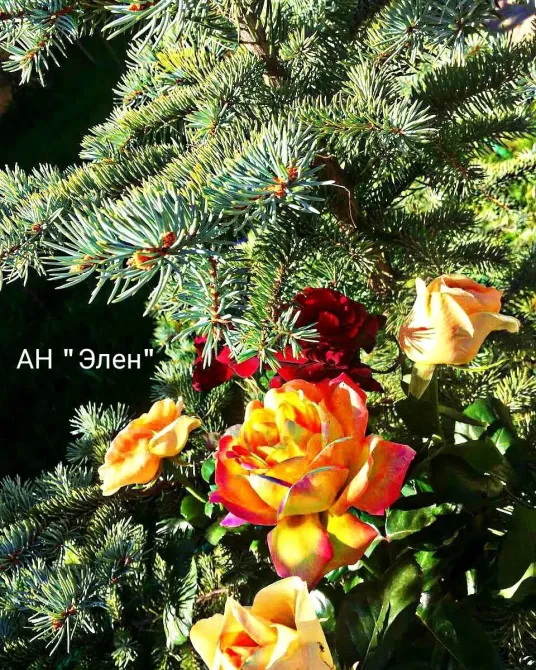 Продаж База відпочинку / готель площа 1200 кв.м 1.2-й поверх на Новоселов Фонтанка - фото 20