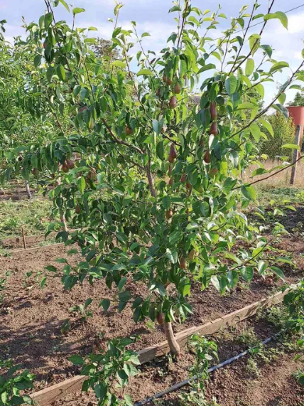 Продам дачу на берегу Аджалыкского лимана (Новодофиновские дачи) Нова Дофінівка - фото 10