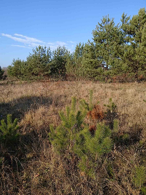 Продаж земельної ділянки 8 соток на вул. Цунів Horodok - photo 1