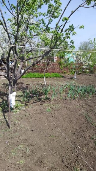 Продаж Будинок 2-кімнатний на ул. Светлая, СТ Дорожник, 85 Калиновка (Иванивський район) - изображение 12