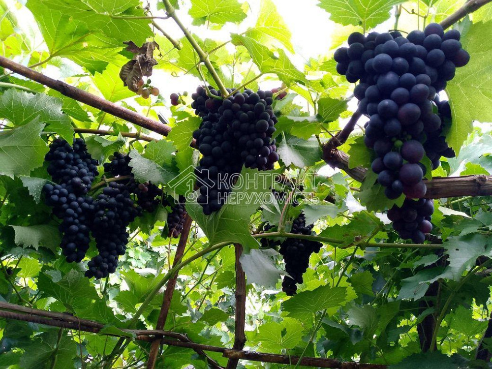 Продаж Будинок 2-кімнатний на вул. Гагаріна Kharkiv - photo 2