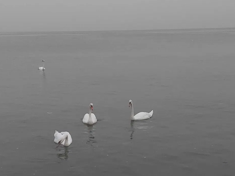 Продам 3-х поверхову курінь-дачу на березі моря в Крижанівці (Причал 218) Kryzhanivka (Kominternivskyi raion) - photo 12