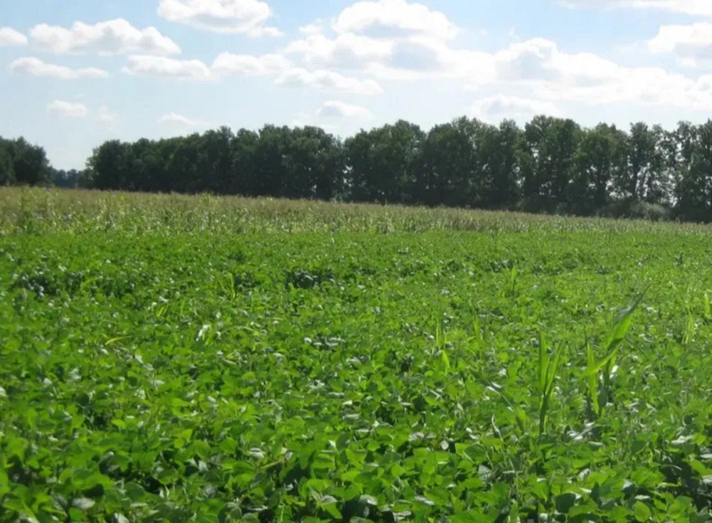 Продаж земельної ділянки 7.5 га Кропивницький - фото 1