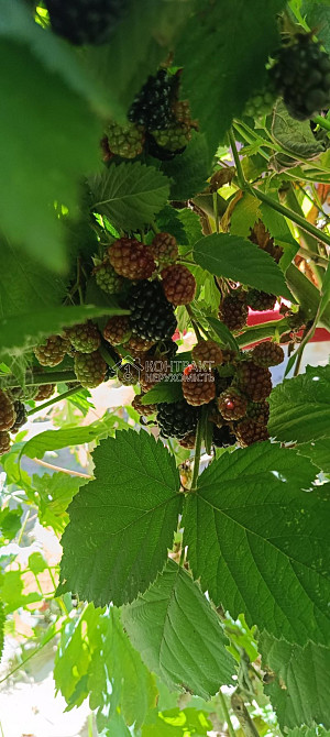 Продаж Будинок 2-кімнатний на вул. Верхня Гиївська Харків - фото 17