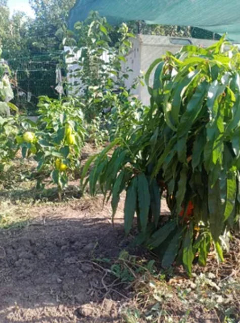 Продаж Будинок 4-кімнатний на ул. Путейская СТ Связист, 84а  - фото 13