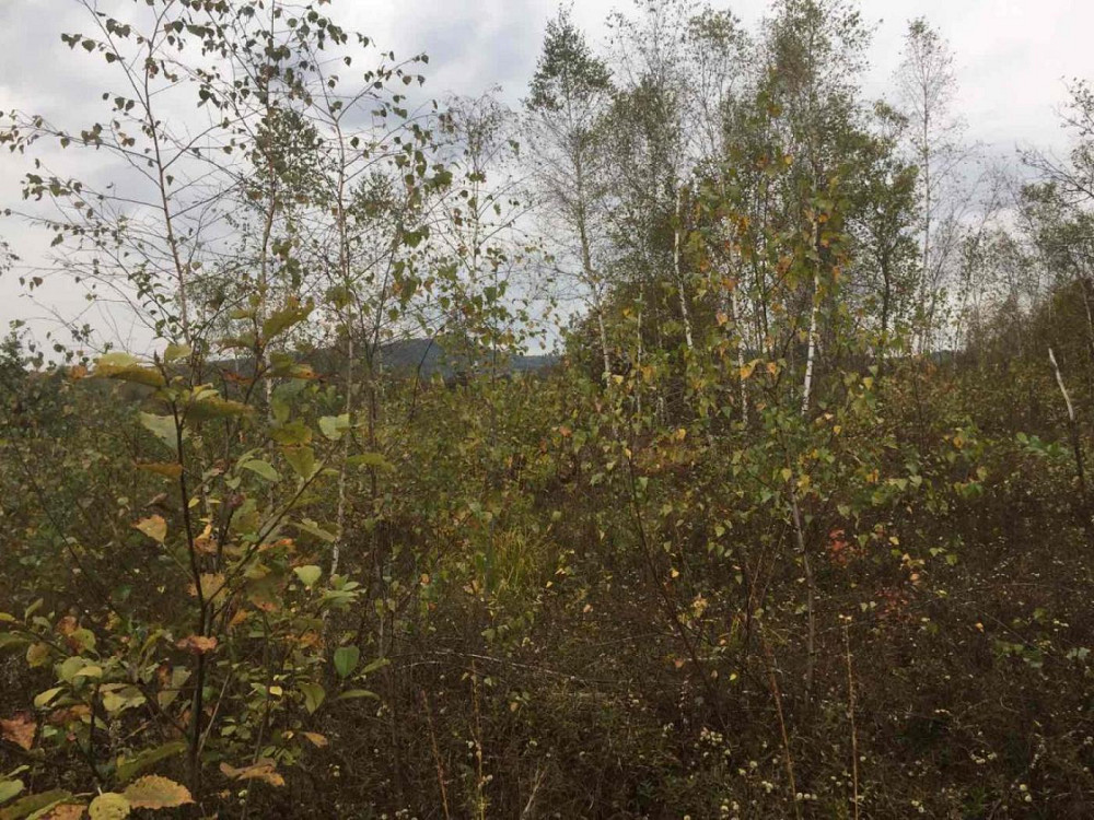 Продаж земельної ділянки 75 соток на вул. Шевченка Верхнє Синьовидне - фото 10