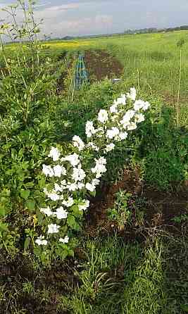 Продаж земельної ділянки 12 соток на АН Купи Дім Кропивницький