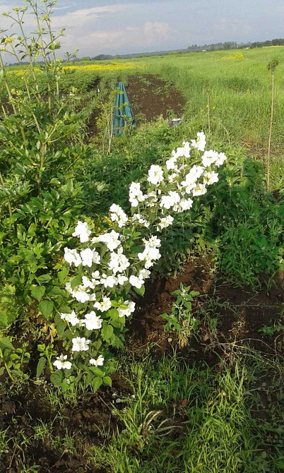 Продаж земельної ділянки 12 соток на АН Купи Дім Кропивницький - фото 2