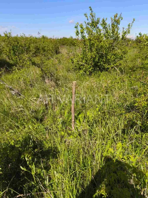 Продаж земельної ділянки Для сільськогосподарської діяльності площа 8 сот Польова Кінчеш - фото 6