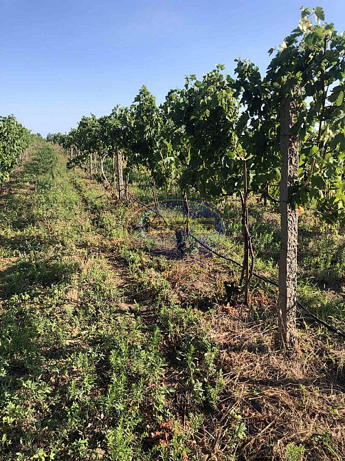 Продаж земельної ділянки 7.72 га на вул. 1 Овідіополь - фото 3