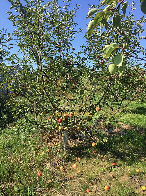 Продам будинку у с. Паляничинці  - фото 17