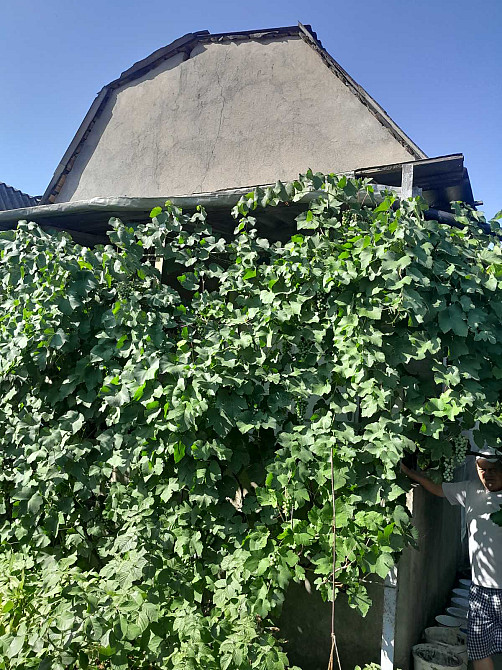 Продам дачу в с.Христиновка возле Хаджибеевского лимана Єгорівка - фото 19