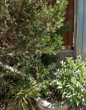 Продається невеликий доглянутий будинок в с. Усатово 