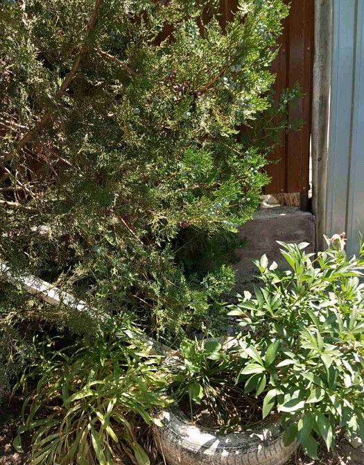 Продається невеликий доглянутий будинок в с. Усатово  - фото 6