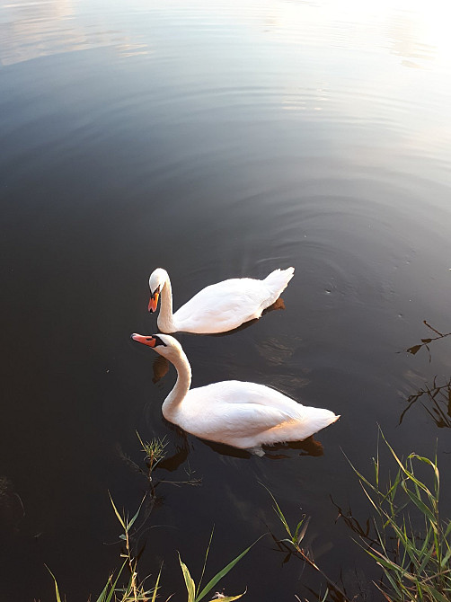 Продам замок  у озера! Между Малой и Большой Долиной Молодіжне - фото 15