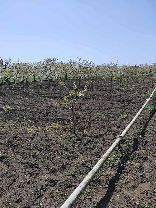 Продам дом село Троицкое Беляевский район Одесская область Новотроїцьке (Любашівський район) - фото 14