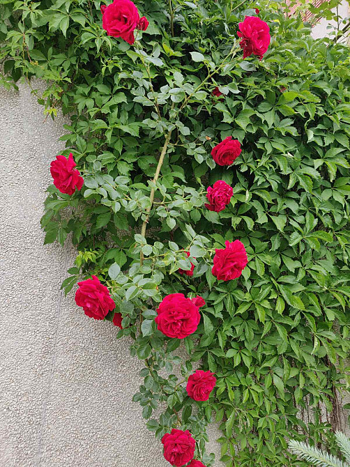 Шикарный  2-х этажный дом 412 кв.м. у моря . Одесса - изображение 14