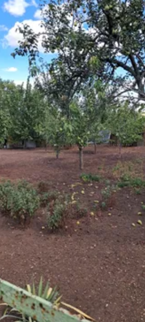 Продам дом с газом и удобствами в Светлом (Старые дачи, 5 км от Одессы) Світле - фото 14