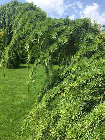 Продаж Будинок Odessa