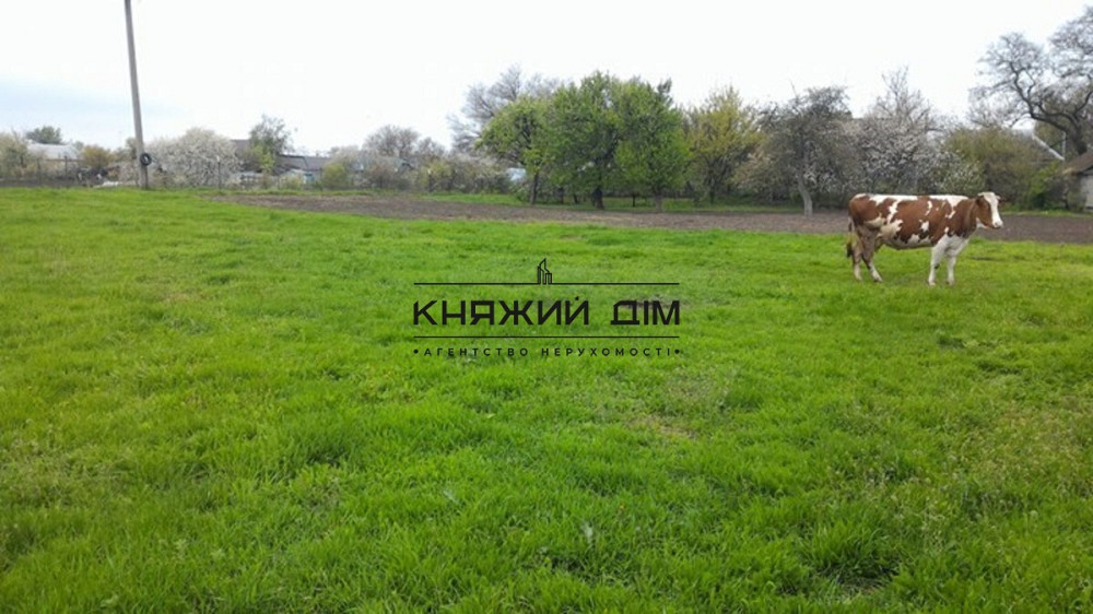 БЕЗ КОМИССИИ!!Продажа дома с участком 40 соток Дом под снос.Бориспольский р-н.№ 227576  - фото 1