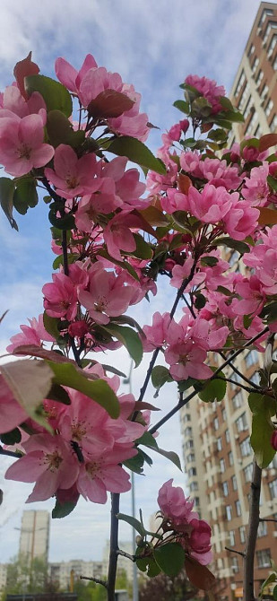 Оренда Квартира 1-кімнатна, 22/25 поверх на Європейського союзу, 41д Київ - фото 16