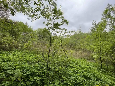 Продаж земельної ділянки  площа 16.3 сот Пилипа Орлика вулиця Львів - фото 5