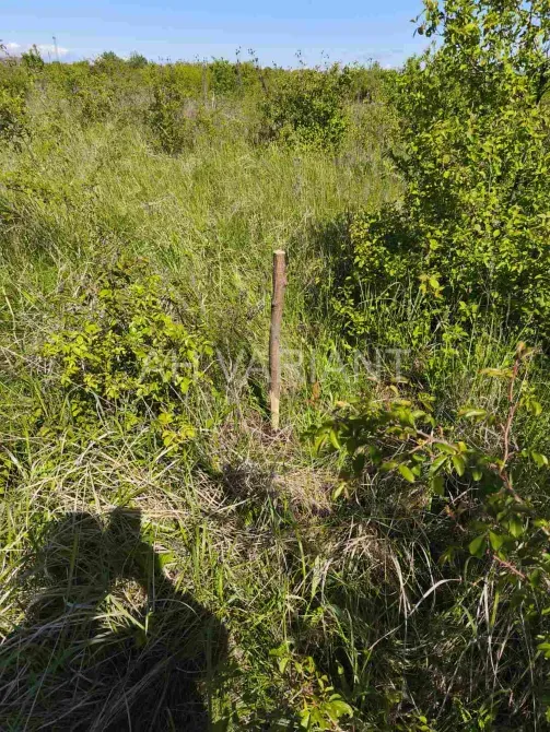 Продаж земельної ділянки Для сільськогосподарської діяльності площа 8 сот Польова Кінчеш - фото 8