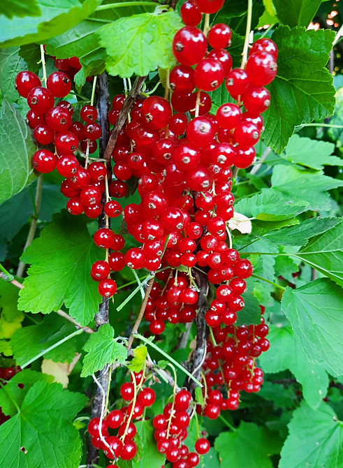 Продам дом на Даче Ковалевского на просторном участке! Одесса - изображение 16