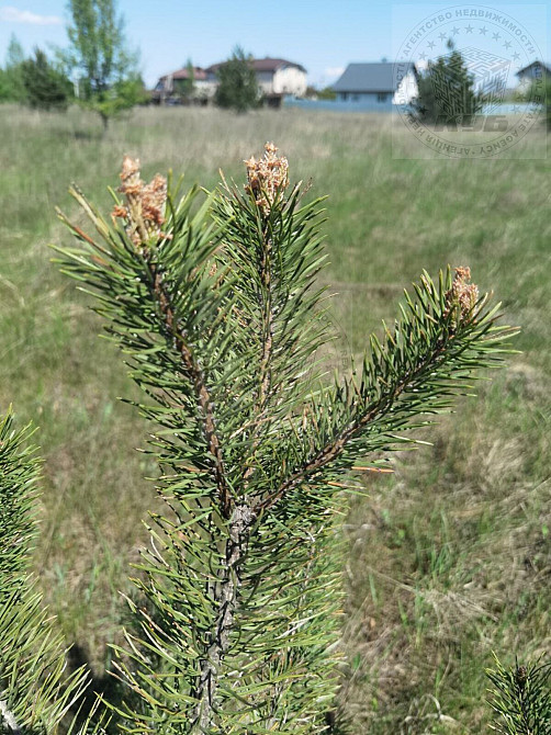 Продаж земельної ділянки 25 соток на Космічна вул., 2 Blystavytsia - photo 7