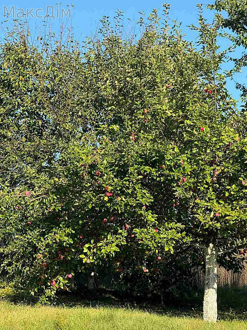 Оренда Будинок 2-кімнатний на вул. Заводська Велика Березовиця - фото 8