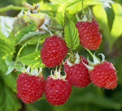 Продается дача на берегу Хаджибейского лимана Бурдівка - фото 20