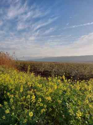 Продаж земельної ділянки 0 соток на ул. Массив 828, 7 Іллінка