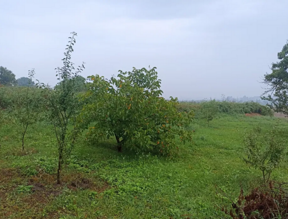 Продается Дом с участком 1,4 га, район Ст,Балашовка. Кропивницкий Кропивницький