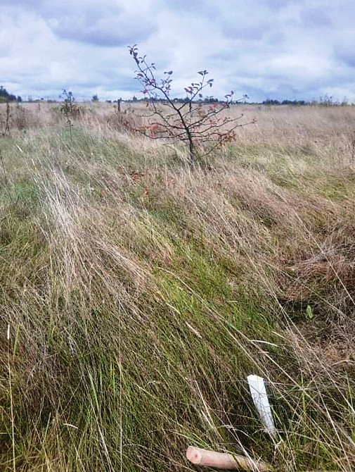Продаж земельної ділянки 10 соток на Глубочиця Житомир - фото 2