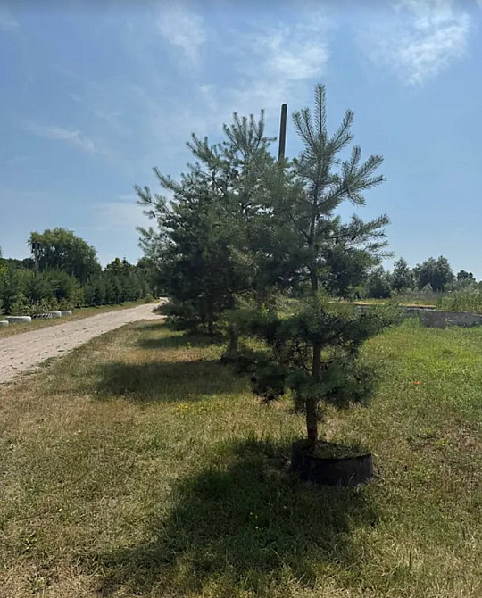 Продаж земельної ділянки 8 соток Велика Березовиця - фото 5