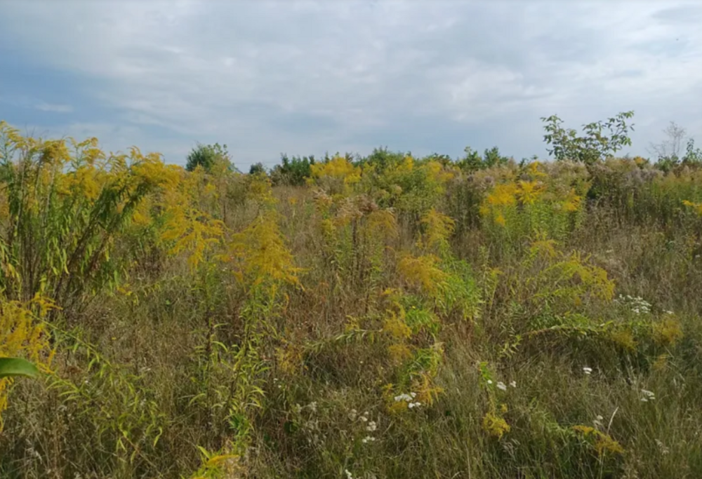 Продаж земельної ділянки 10 соток Байківці - фото 2