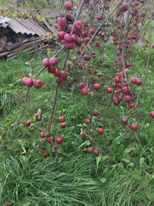 Продаж Будинок Горохолина - изображение 14