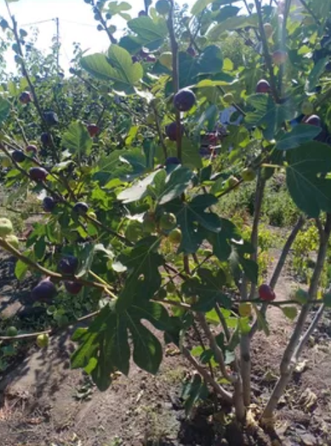 Продаж Будинок 4-кімнатний на ул. Путейская СТ Связист, 84а  - фото 11