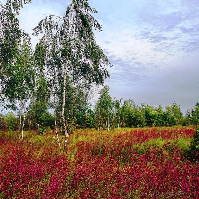 Продаж земельної ділянки 11 соток на Зарічани Житомир - фото 1