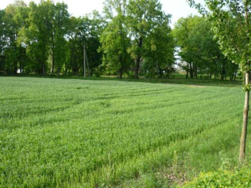 Продаж земельної ділянки 2.95 га Городище (Іванківський район) - фото 1