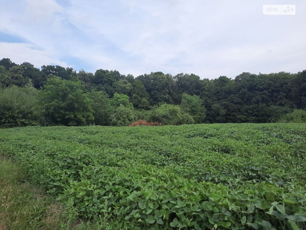 Продаж земельної ділянки 40 соток  - фото 13